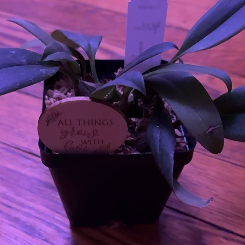Photo of the plant species Bulbophyllum by @Mommy named Bulbophyllum Facetum on Greg, the plant care app