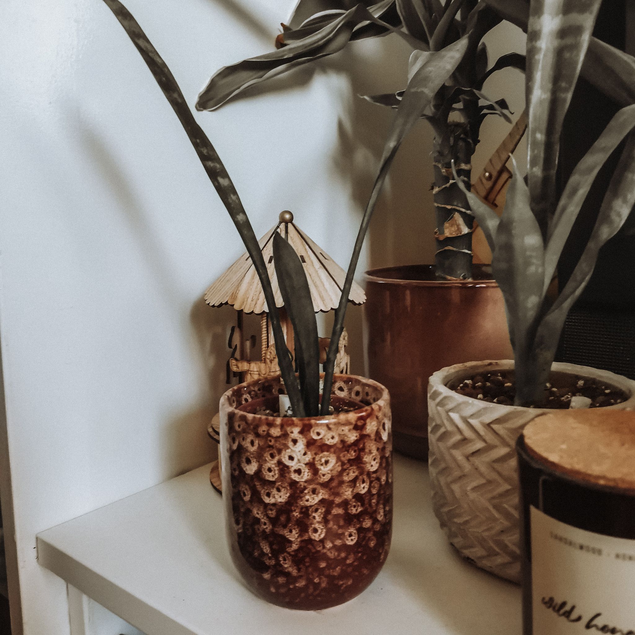 Photo of the plant species Sansevieria 'Gray Lady' by @kejmy named Elina on Greg, the plant care app