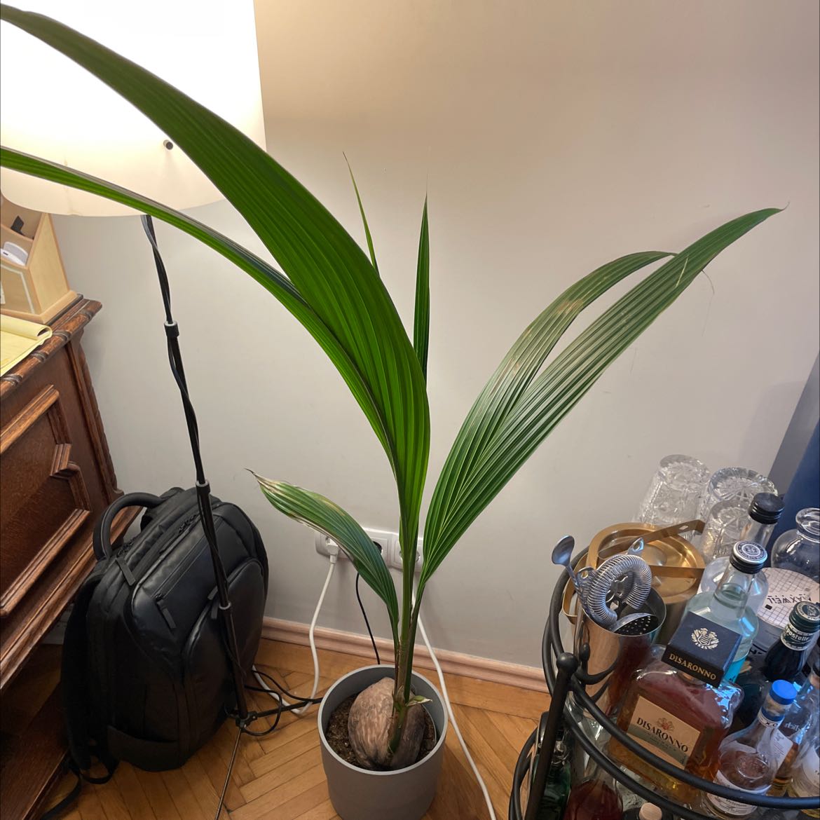 Indoor coconut plant in a pot with vibrant green leaves.
