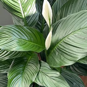 Photo of the plant species Snowflower by @StirringShyleaf named Sahara on Greg, the plant care app