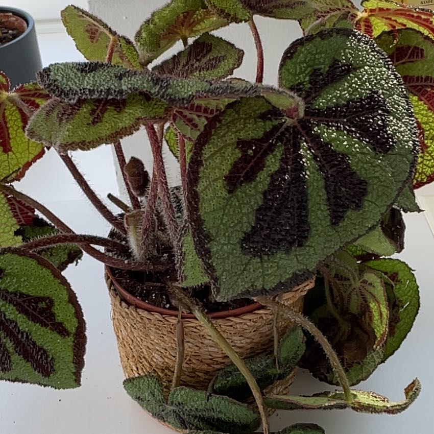 Iron Cross Begonia plant in a woven pot with distinctive dark cross-like leaf markings.