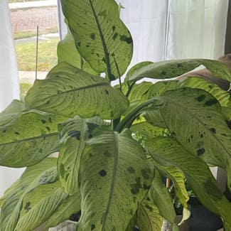 Dieffenbachia plant in Orlando, Florida