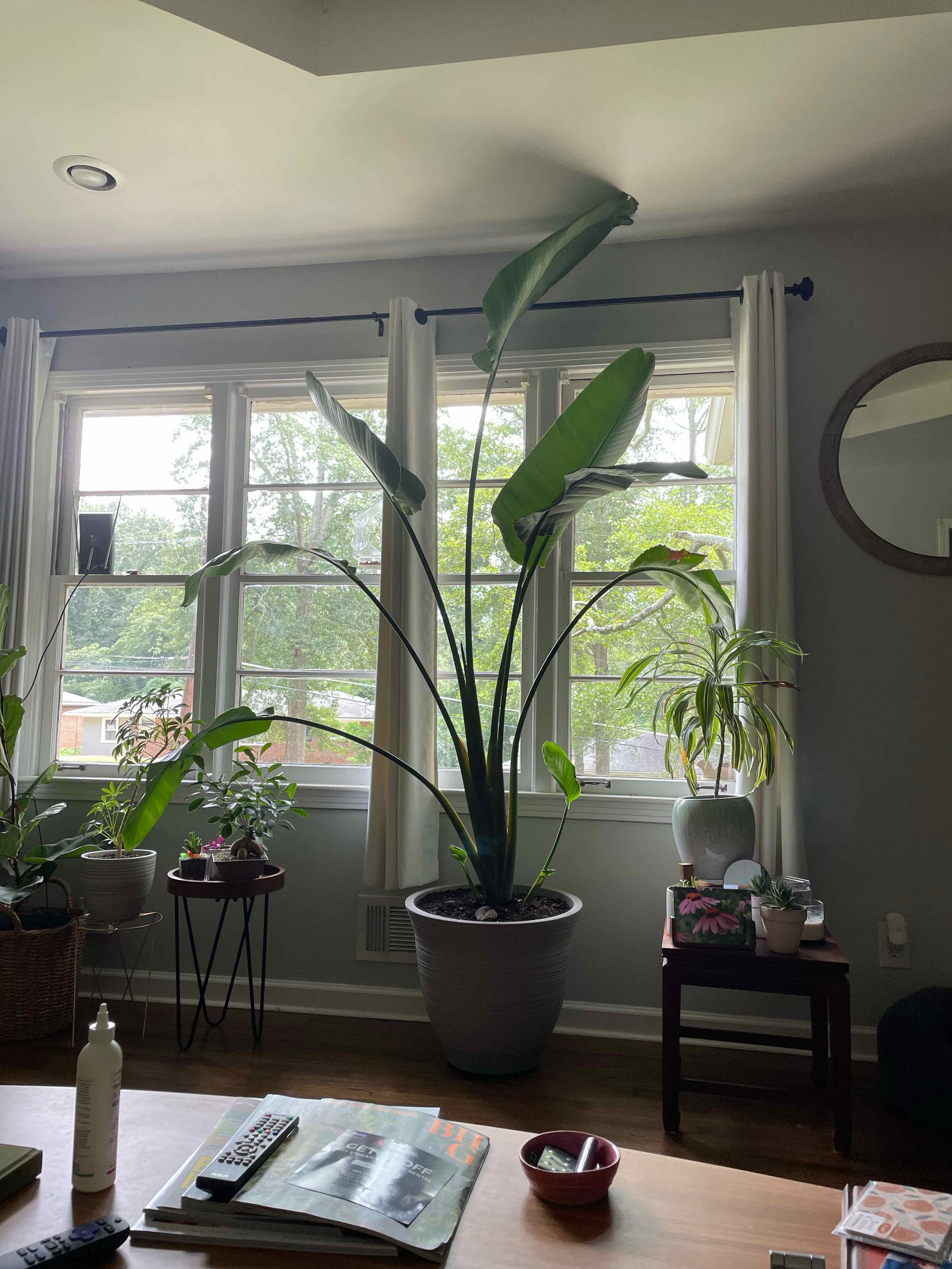 White Bird of Paradise plant photo by @greenvy named Birdie on Greg, the plant care app.