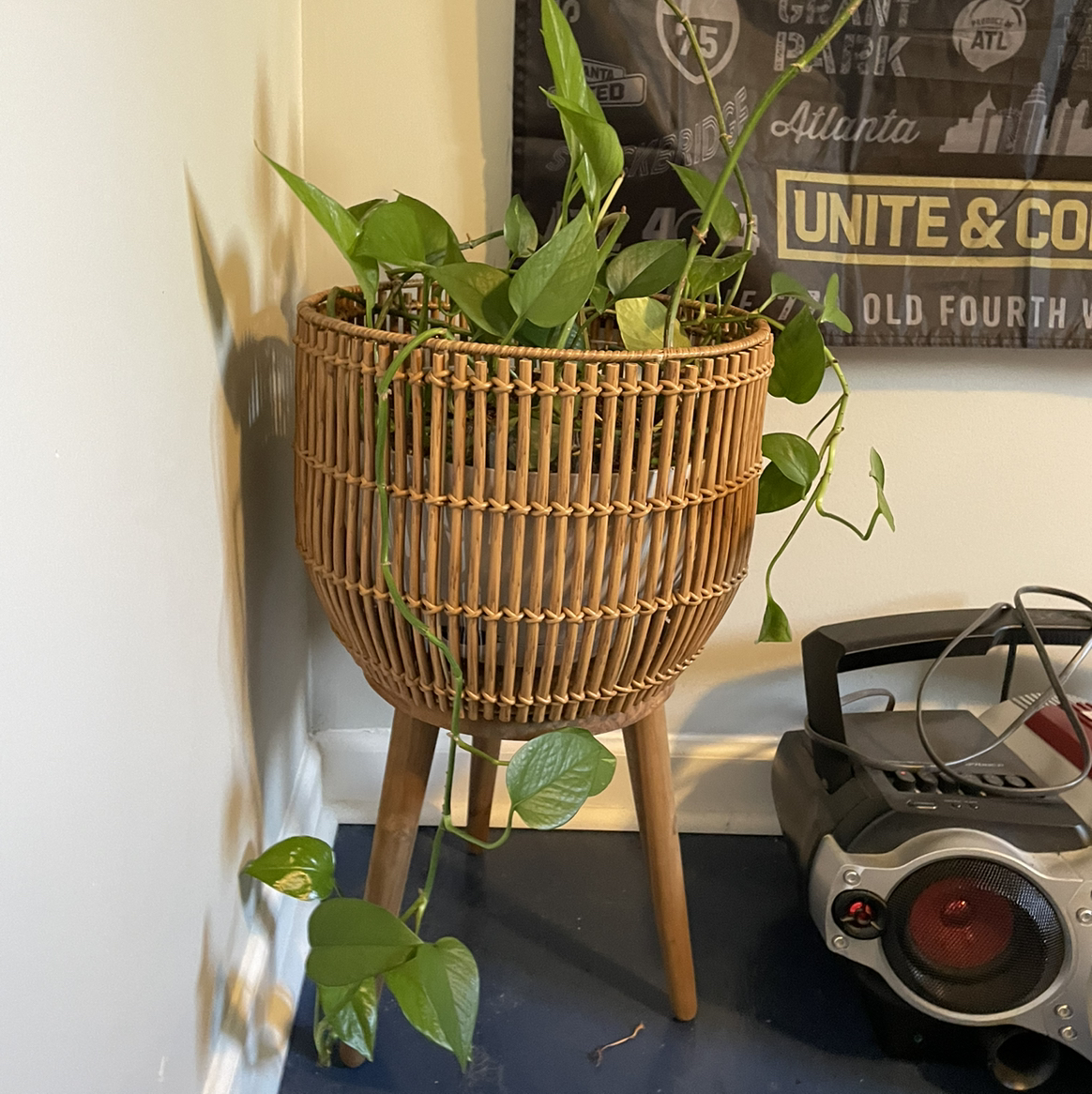 Taro Vine plant photo by @greenvy named Basement Dweller on Greg, the plant care app.