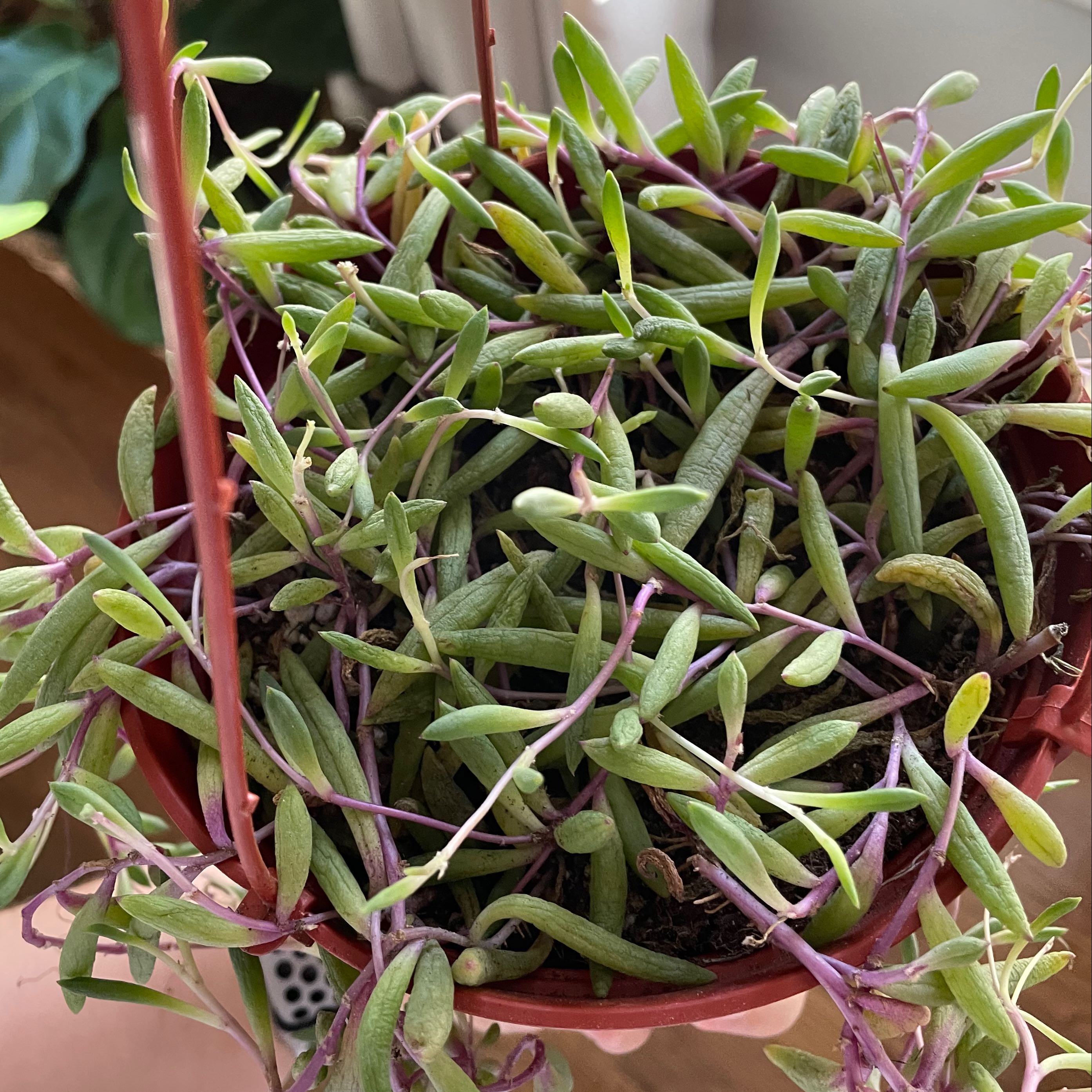 Hanging pot with healthy Hottentot Fig plant, showing green and purple succulent leaves.