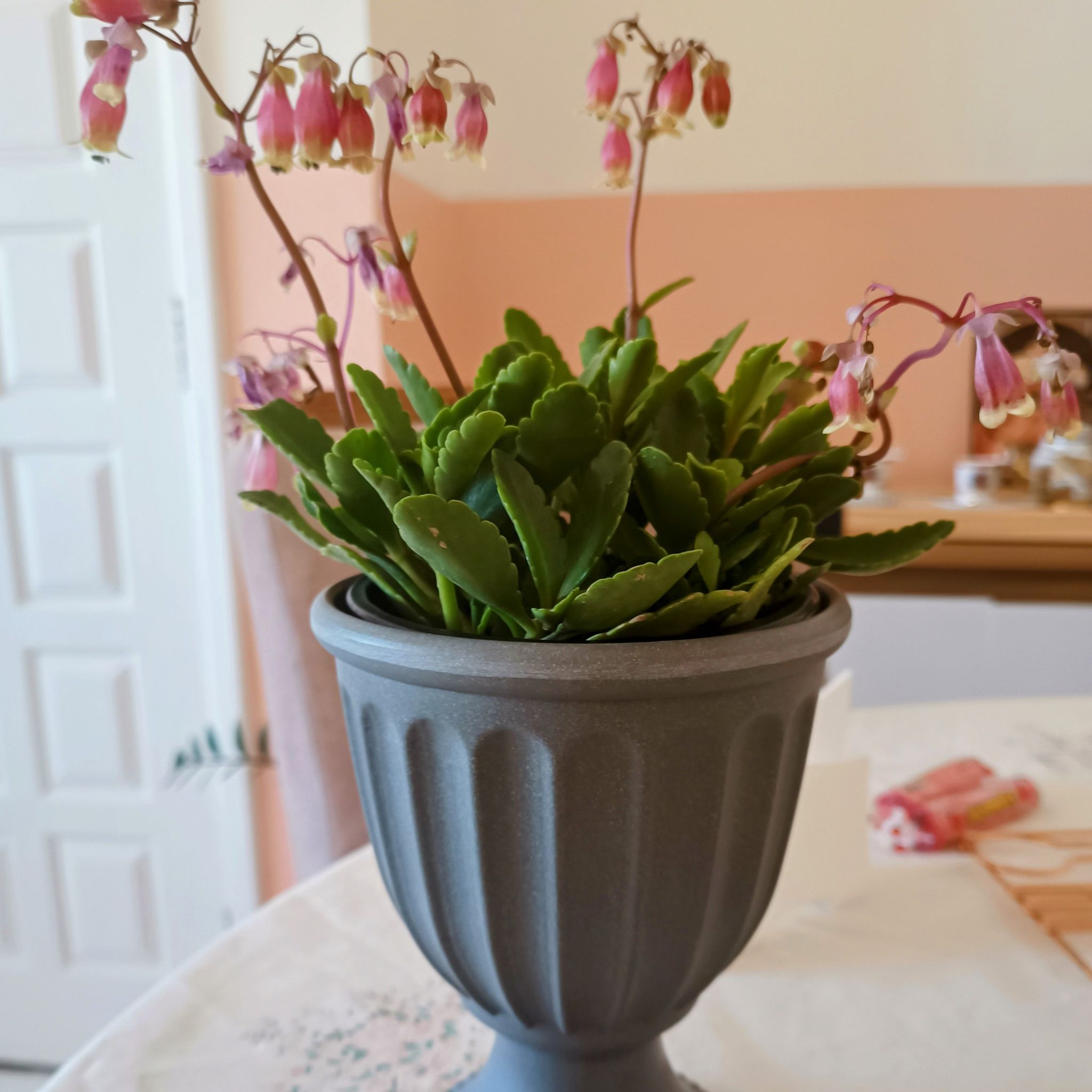 Navajo (kalanchoe miniata)