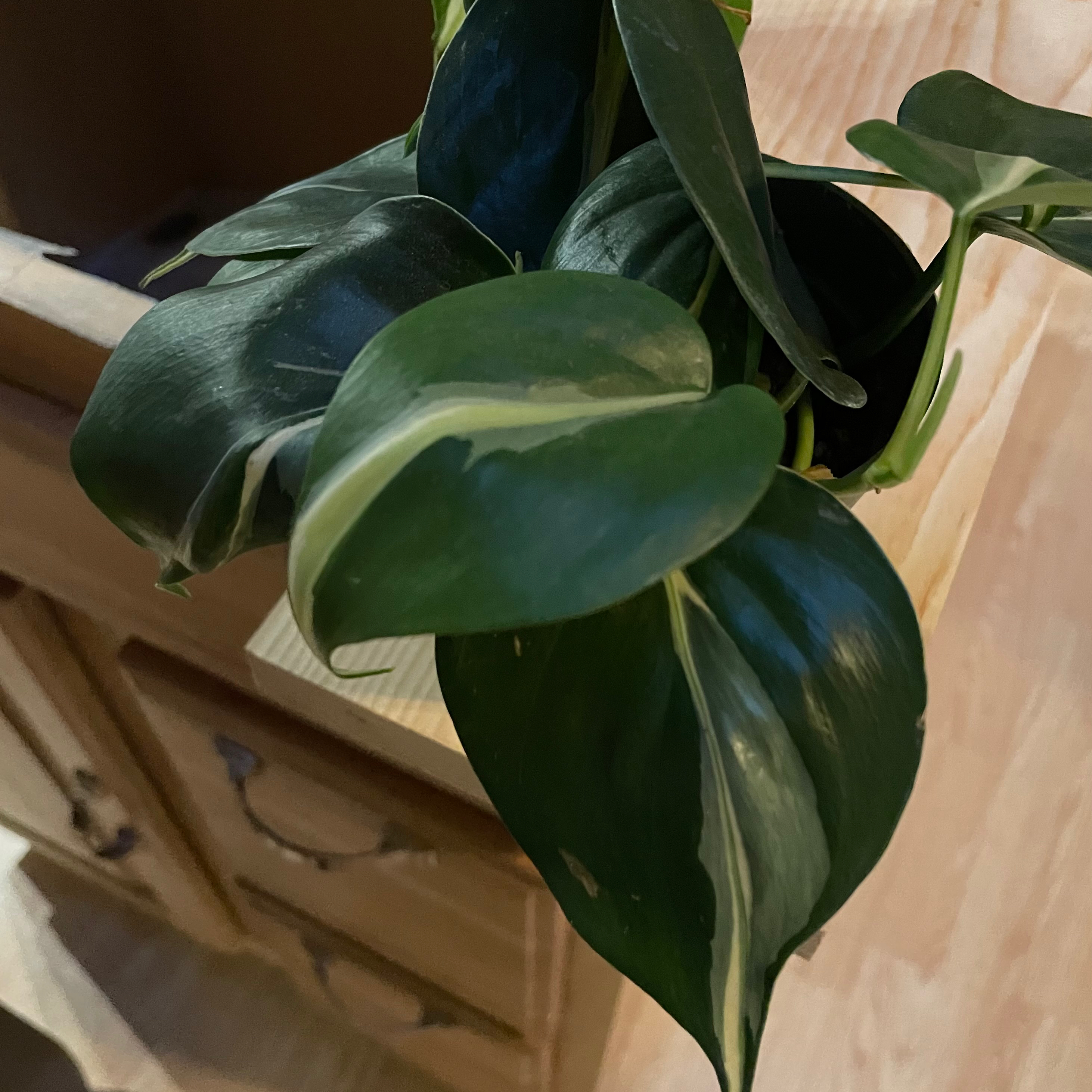 Silver Stripe Philodendron with healthy, variegated leaves.