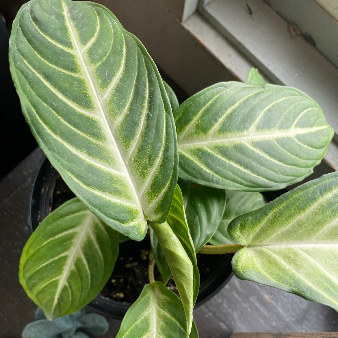 Xanthosoma Angel wings plant with healthy green leaves and prominent white veins in a pot near a window.