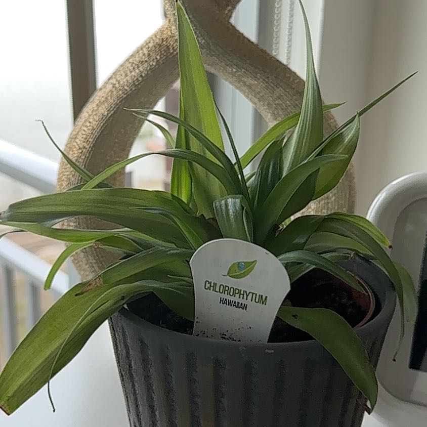 Photo of the plant species Hawaiian Spider Plant by @LeisuredBorage named Khaleesi on Greg, the plant care app