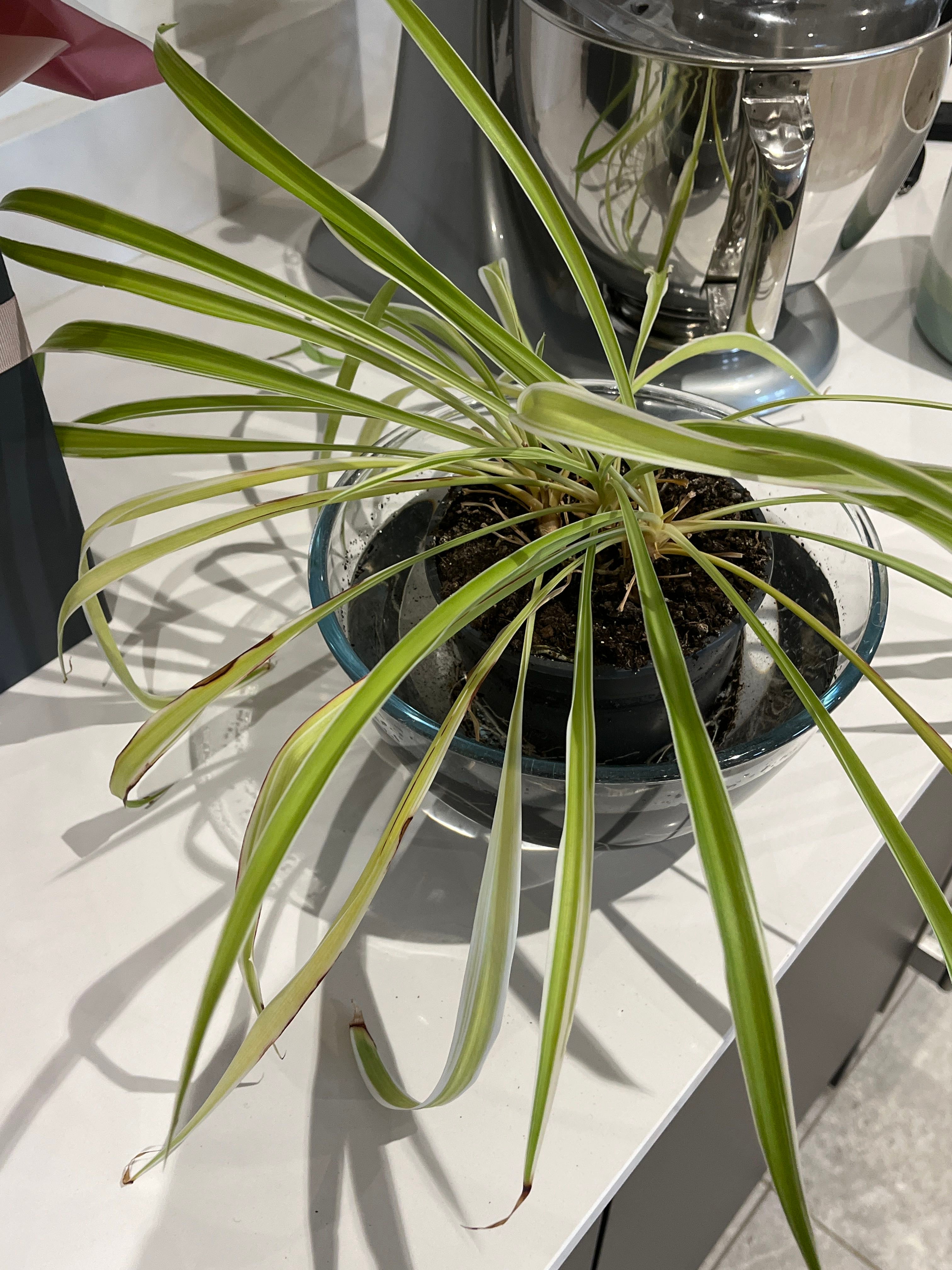 🕷 Why Are My Spider Plant Leaves Falling Over?