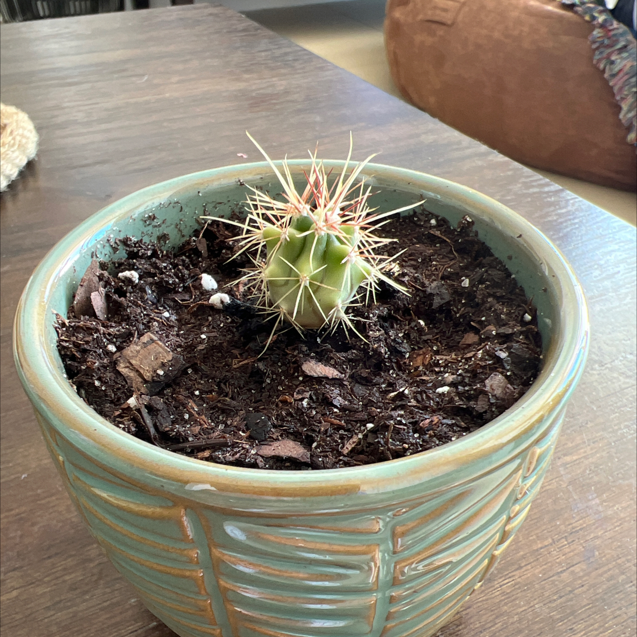 Scarlet Hedgehog Cactus in a pot with visible soil, appears healthy.