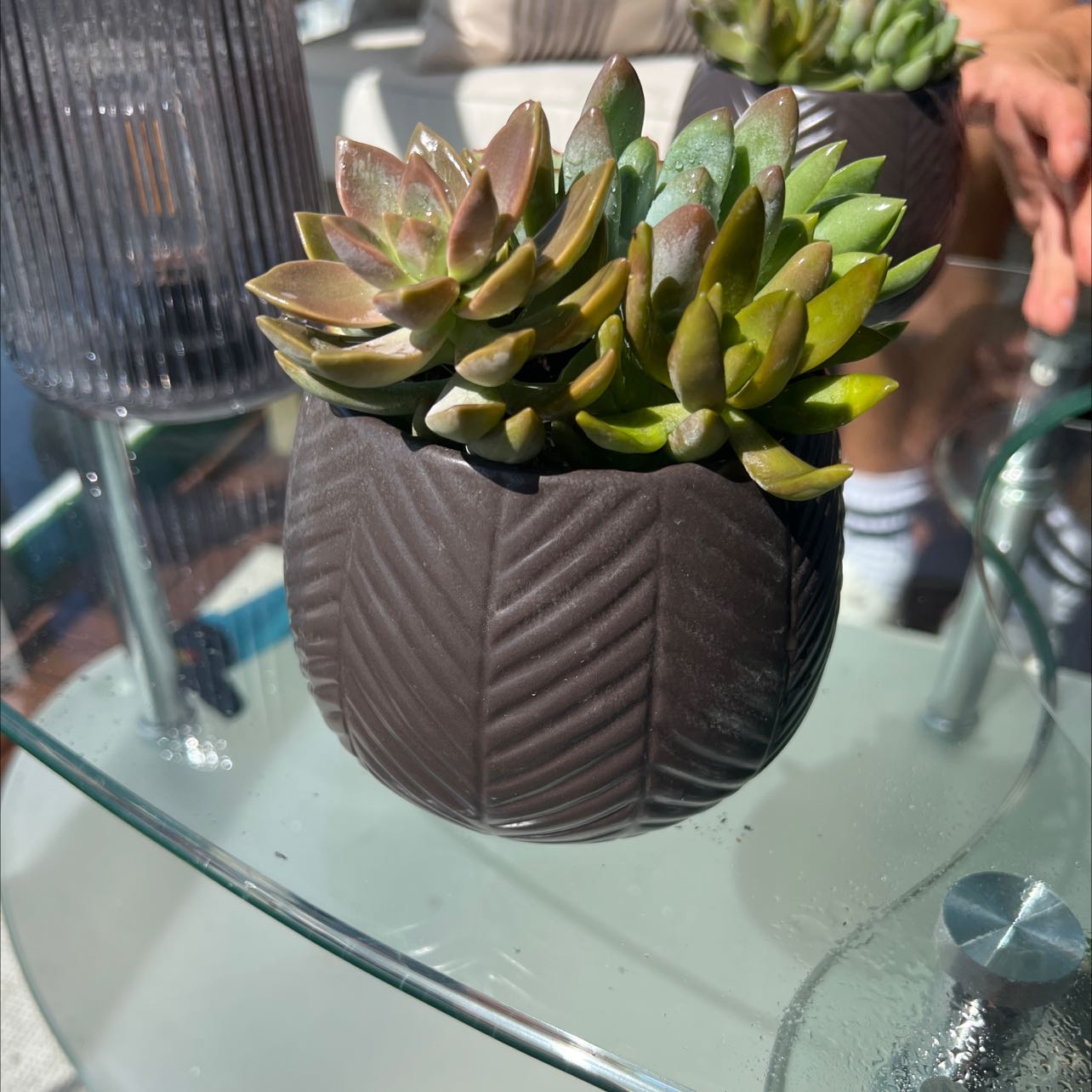 A healthy succulent plant in a decorative pot on a glass table.