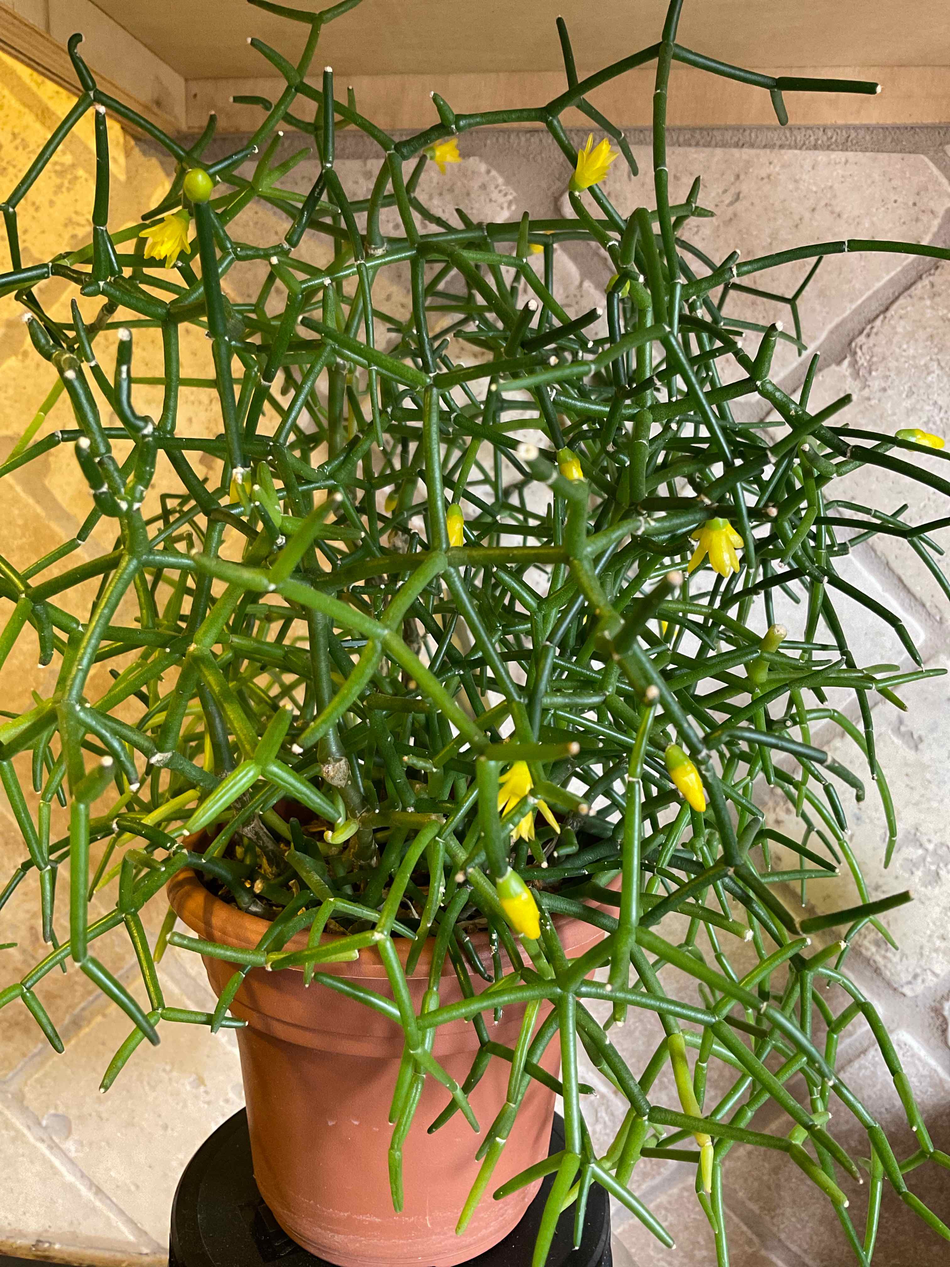 Dancing Bones plant in a terracotta pot with some yellowing tips.