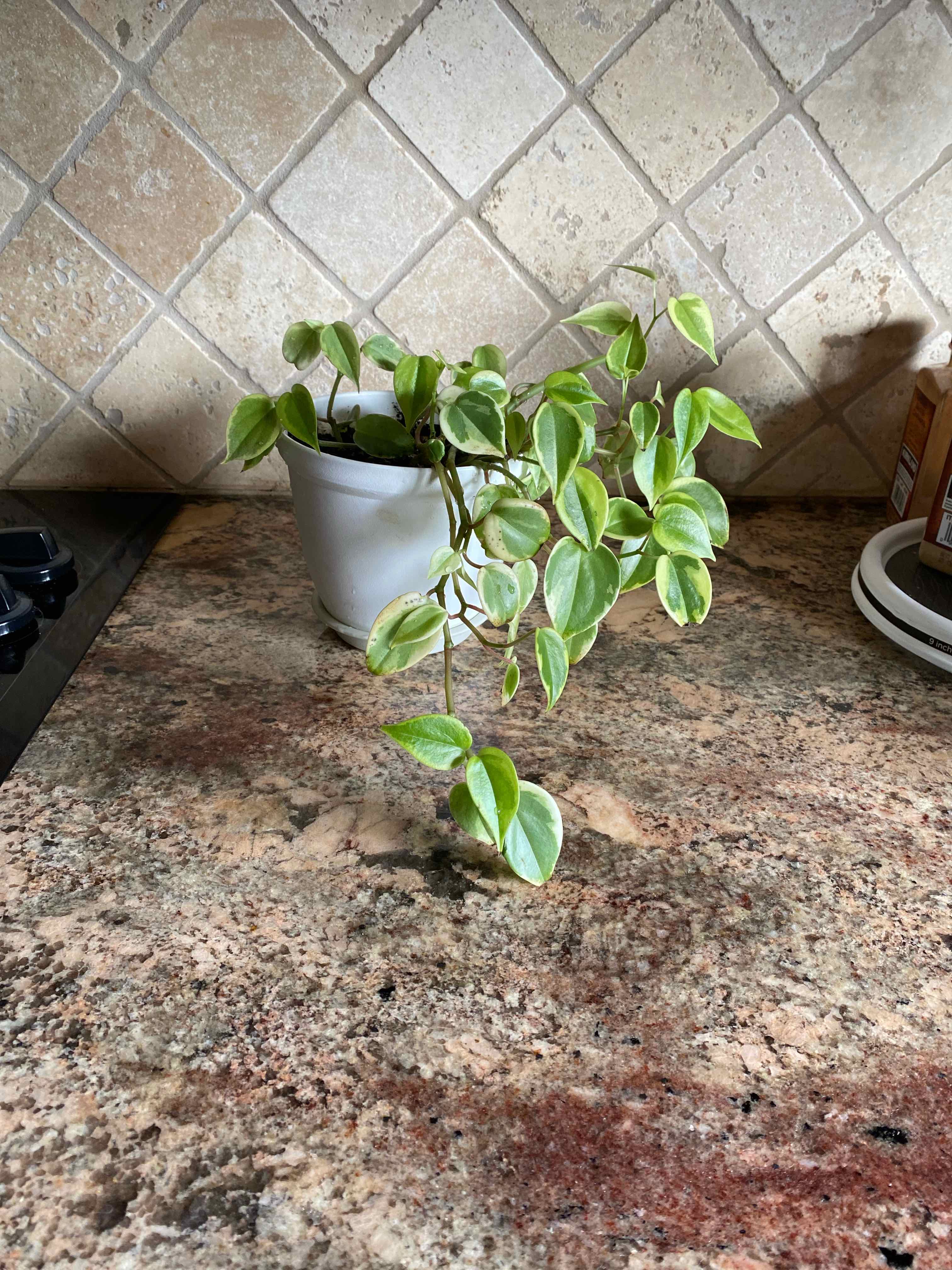 Vining Peperomia plant photo by @StringPlayer named Peperomia scandens ‘variegata’ on Greg, the plant care app.