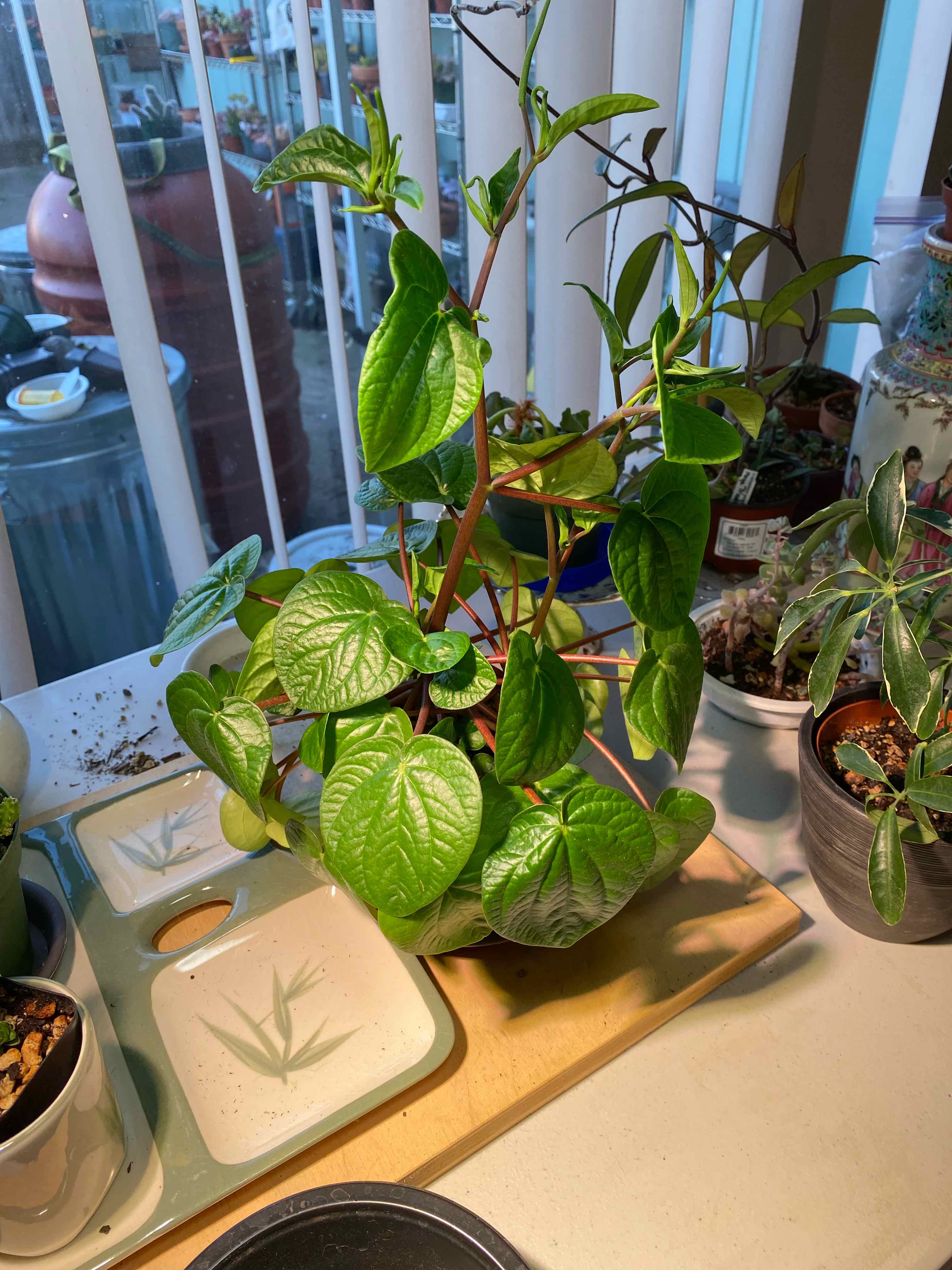 Photo of the plant species Rana Verde Peperomia by @StringPlayer named Peperomia albovittata ‘Rana Verde’ on Greg, the plant care app