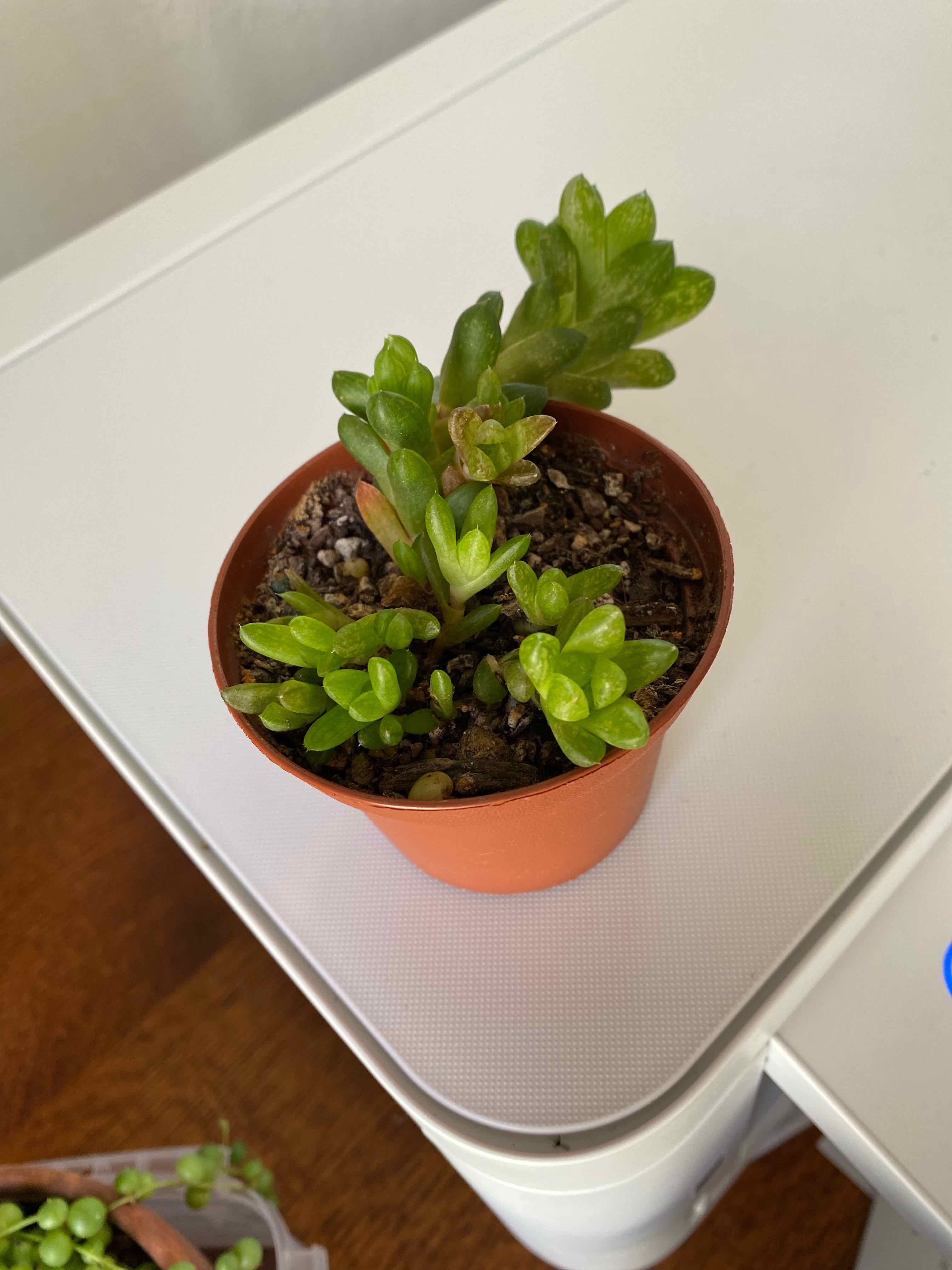 Photo of the plant species Haworthia marumiana by @StringPlayer named Haworthia marumiana var. batesiana on Greg, the plant care app