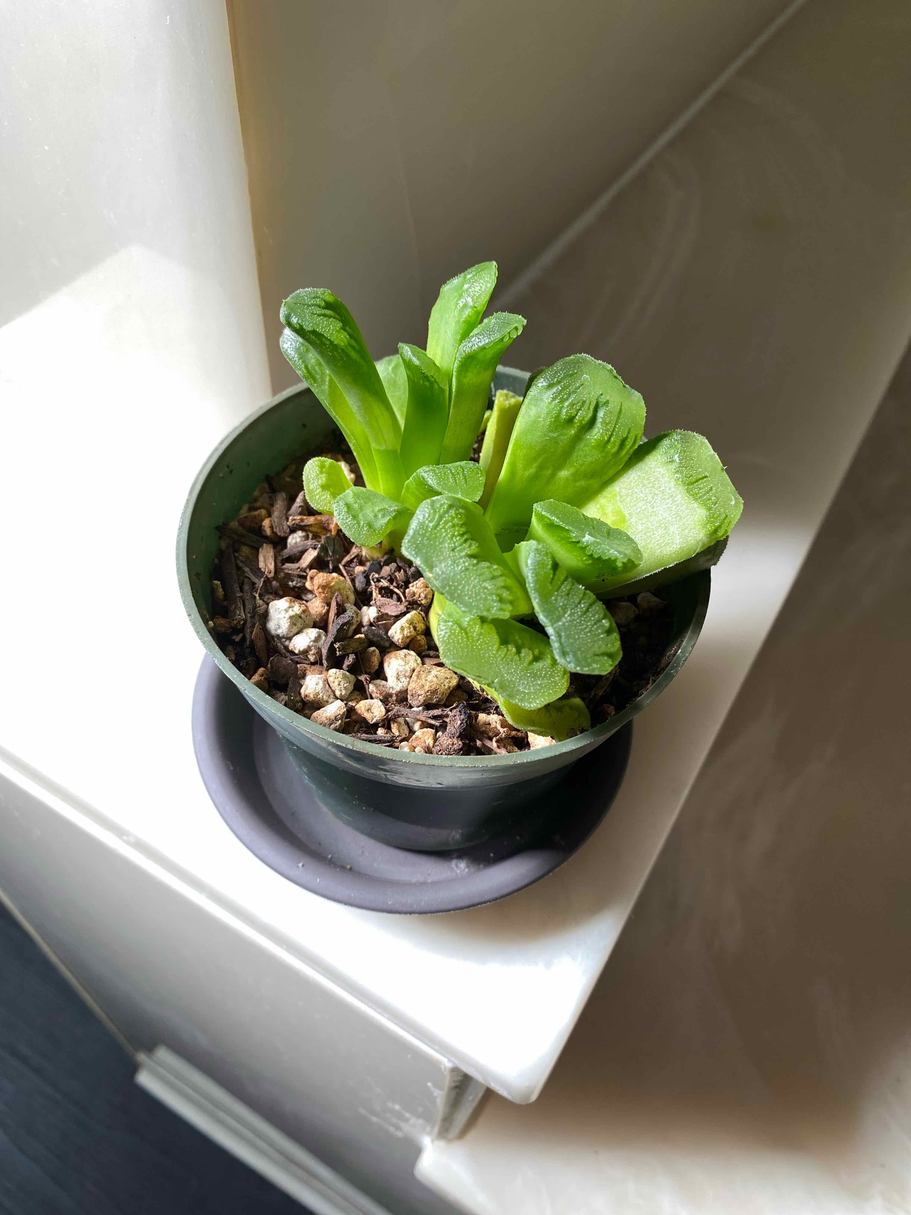Photo of the plant species Horse's Teeth Haworthia by @StringPlayer named Haworthia maughanii truncata on Greg, the plant care app