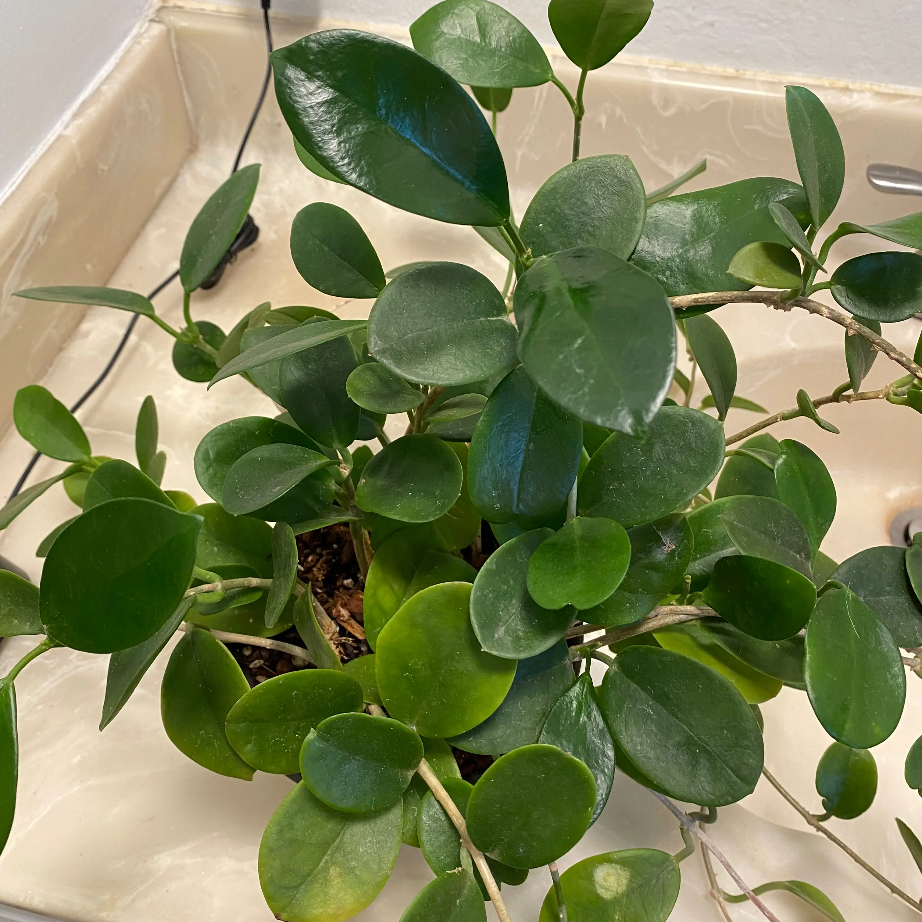 Waxvine plant with healthy green leaves, minor yellowing, placed in a sink.