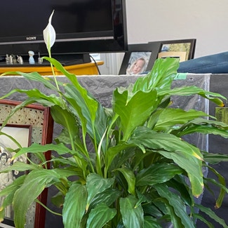 Peace Lily plant in Novato, California