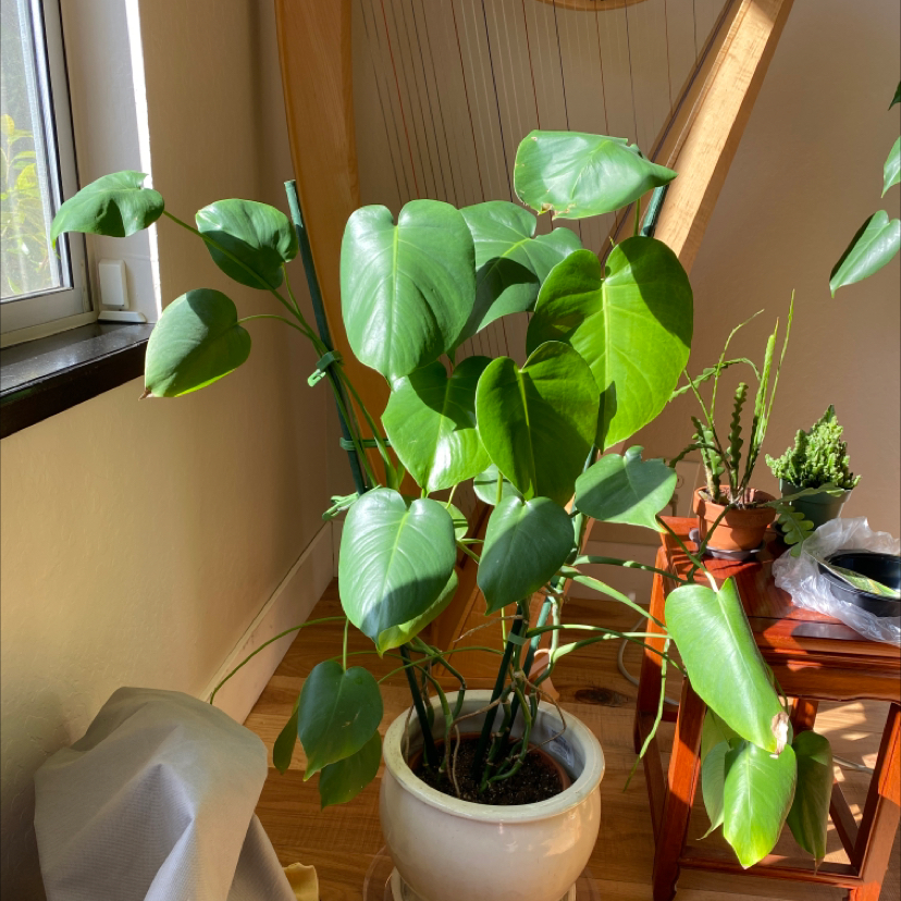 Monstera plant photo by @StringPlayer named Monstera deliciosa to Jones 10/2023 on Greg, the plant care app.