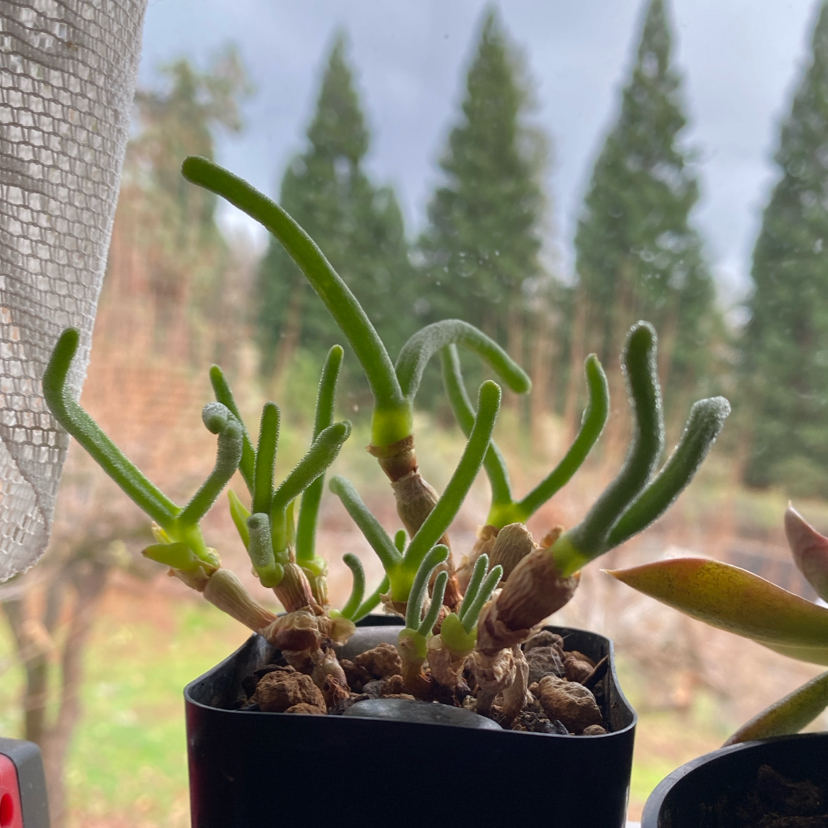 Photo of the plant species Bunny Ear Succulent by @StringPlayer named Monilaria moniliformis on Greg, the plant care app