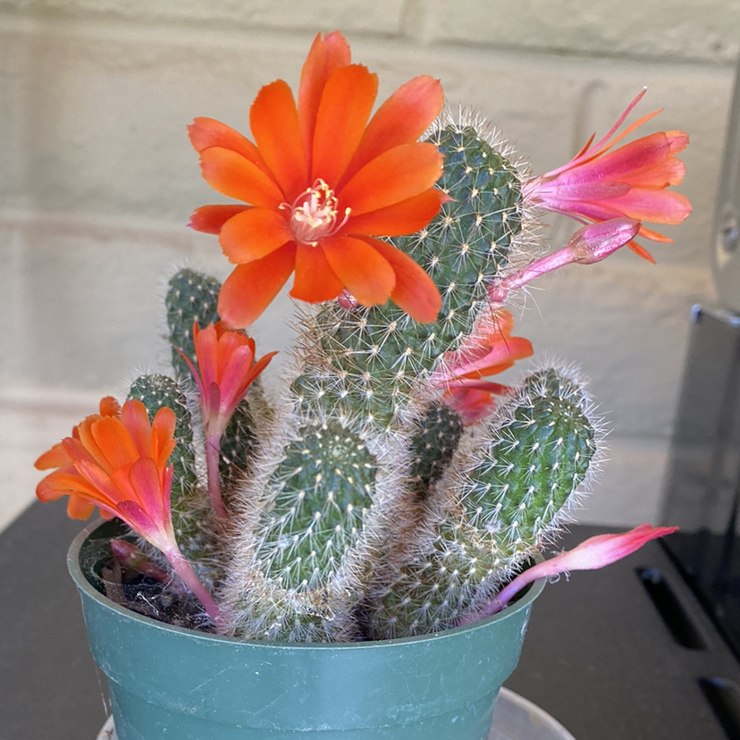 Photo of the plant species Crown Cactus by @StringPlayer named Rebutia vulpina on Greg, the plant care app