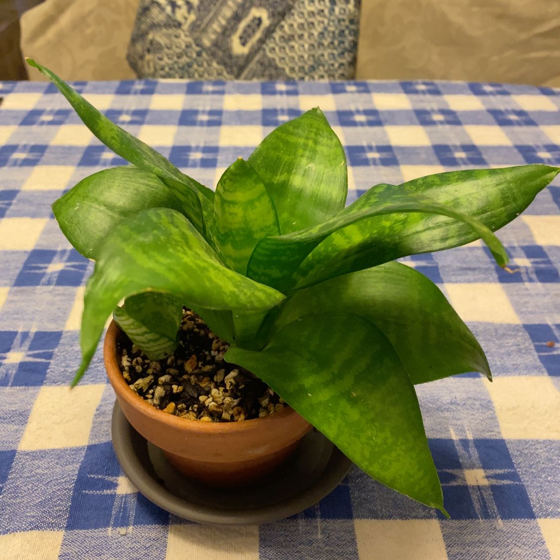 Bird's Nest Snake Plant in a terracotta pot on a blue checkered tablecloth.