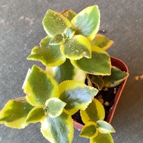 Photo of the plant species Crassula sarmentosa 'Variegata' by @StringPlayer named Demi on Greg, the plant care app