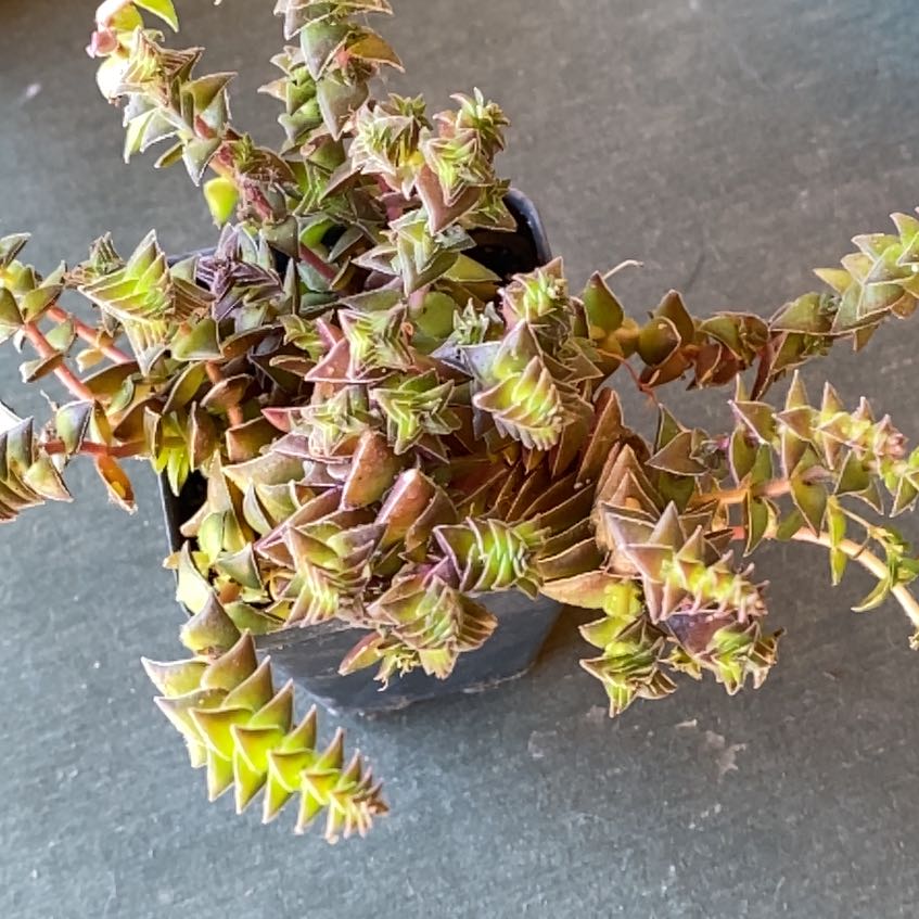 Red Pagoda plant in a small pot with geometric leaves.