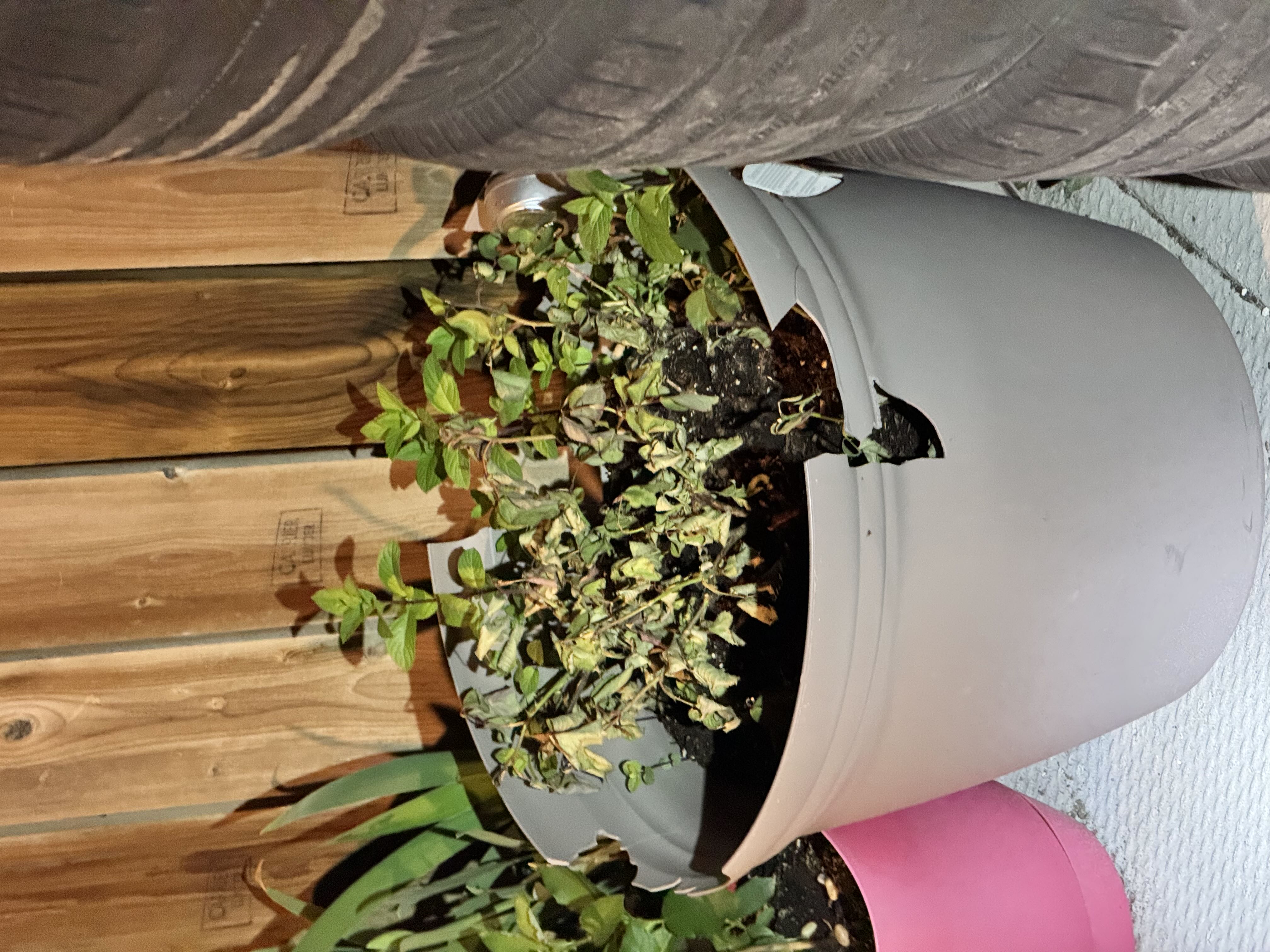 Photo from the post