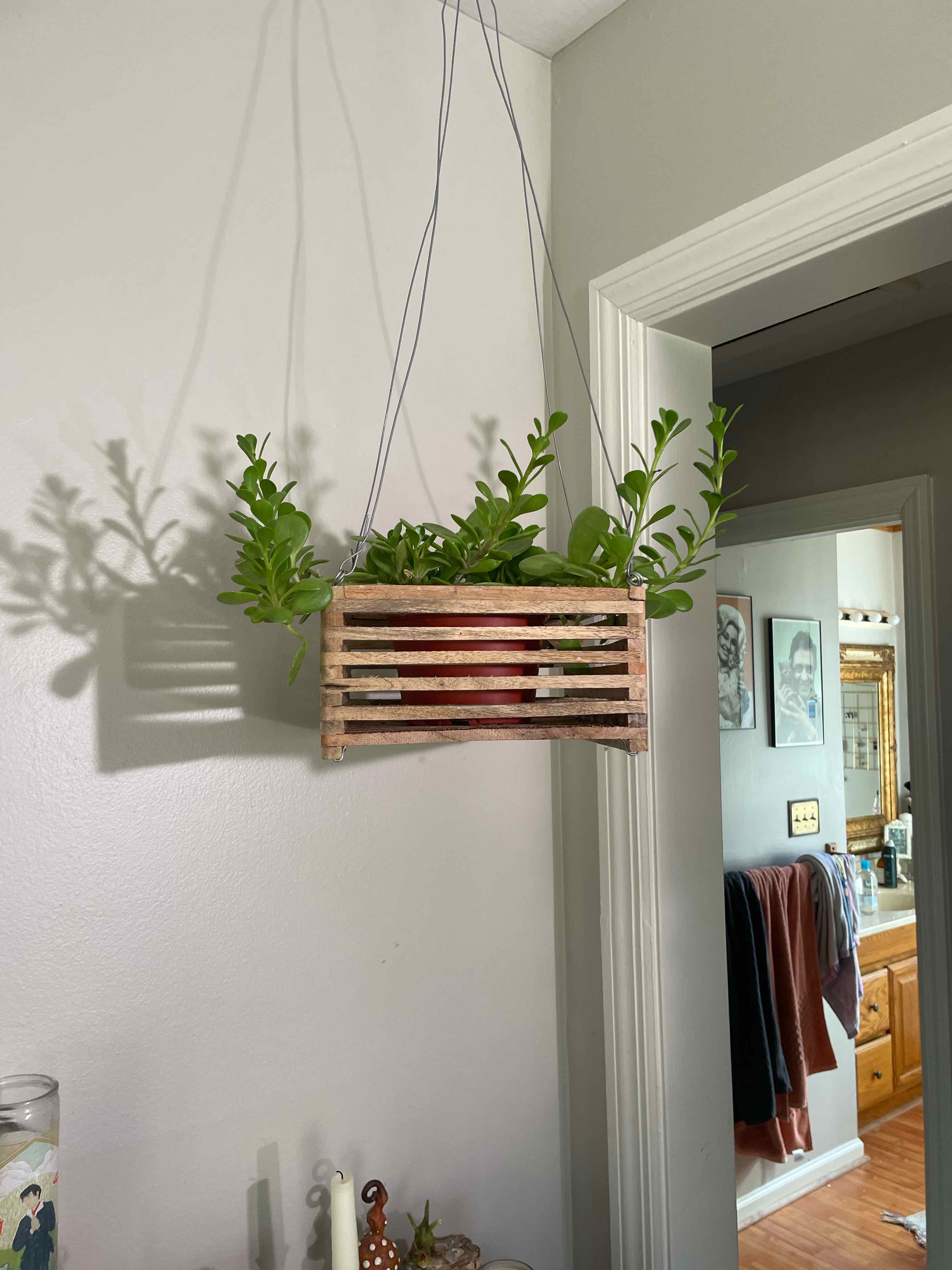 Healthy Showy Stonecrop plants with lush green foliage growing in a hanging wooden planter indoors.
