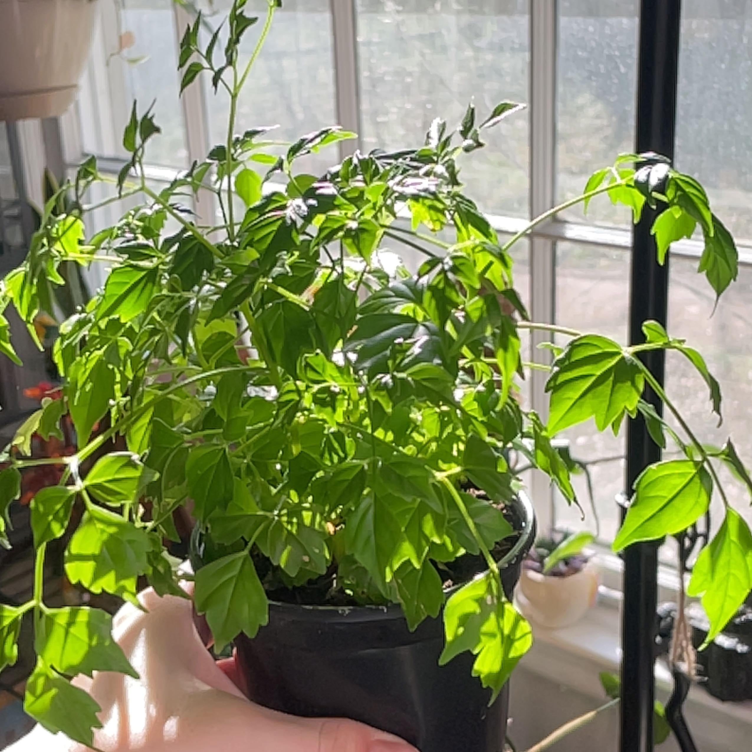 Healthy China Doll plant with lush green foliage growing in a black plastic pot near a window.