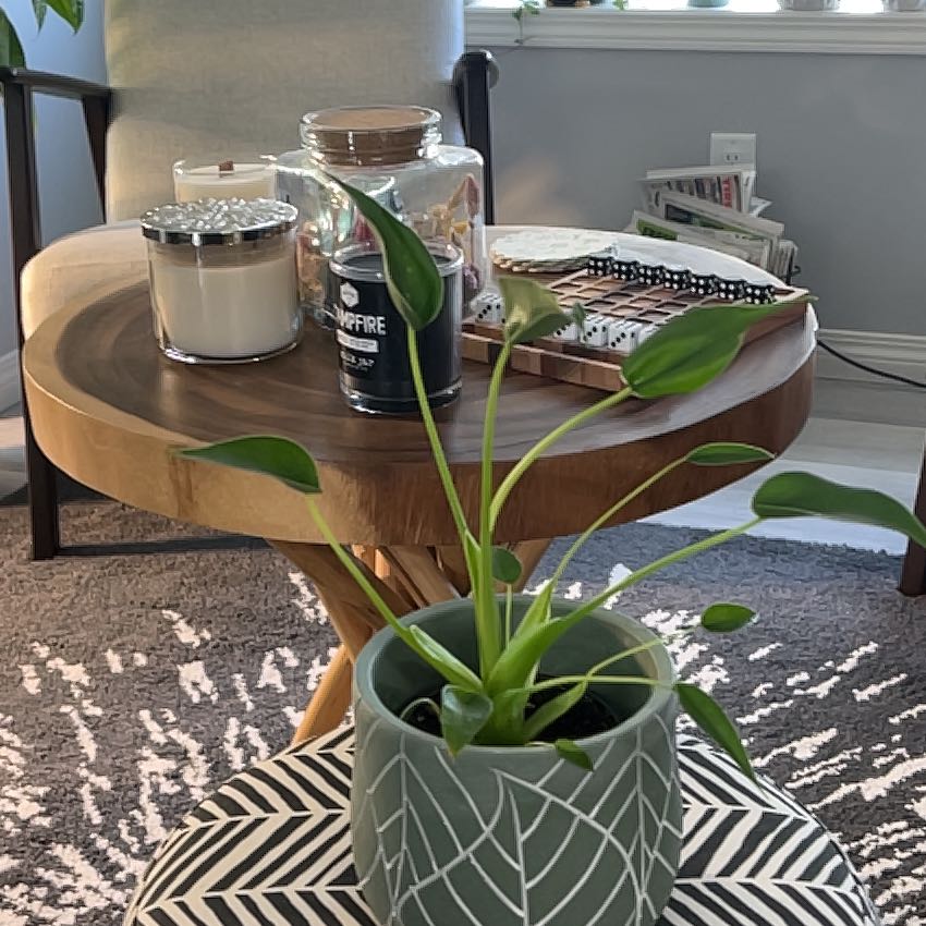 Photo of the plant species Cunjevoi by @GermanePeanut named Aria on Greg, the plant care app
