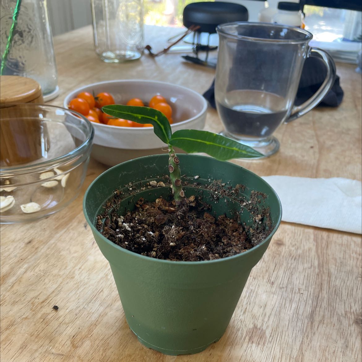 Young California Croton plant in a green pot on a wooden table with household items.