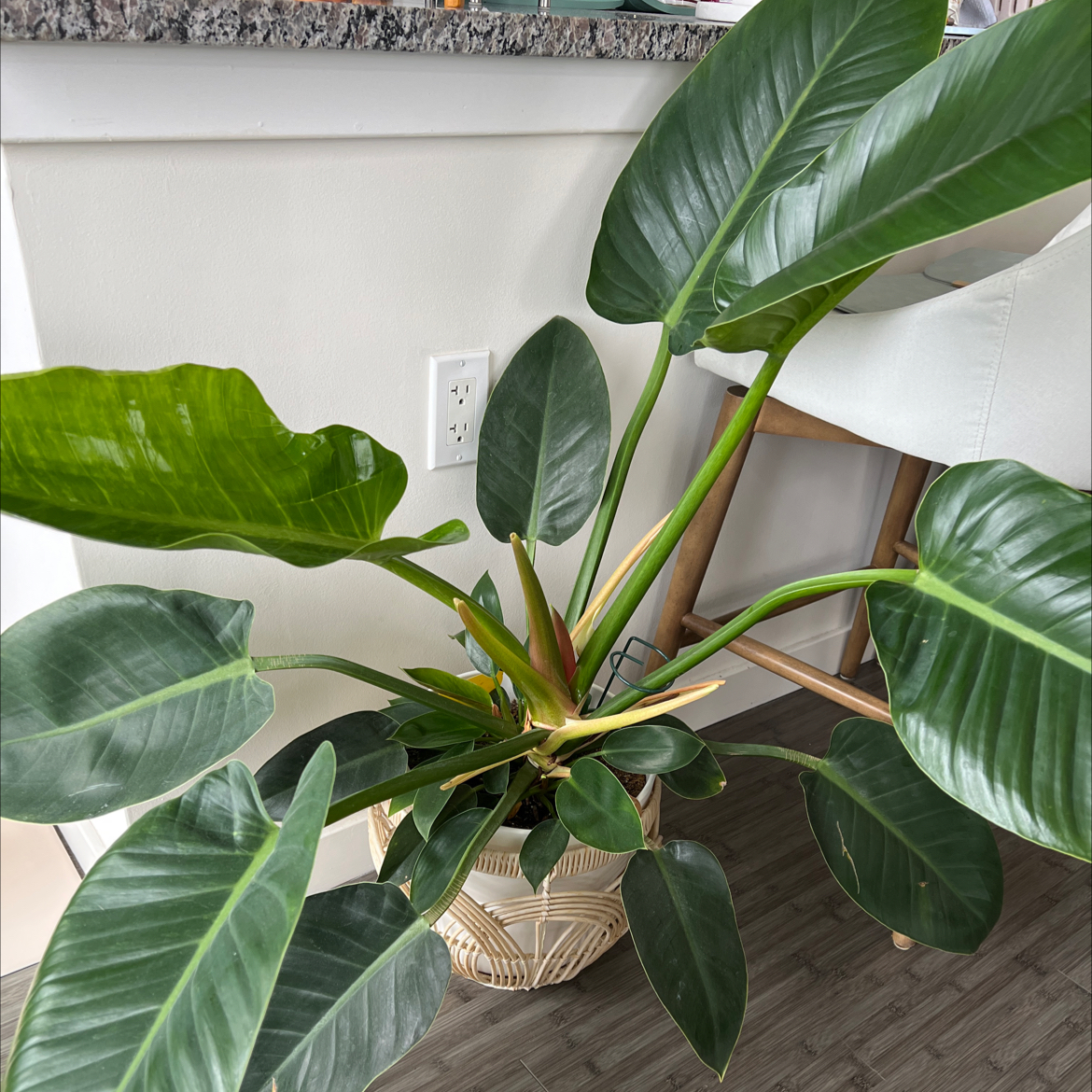 Philodendron 'Congo' plant in a pot indoors with large, glossy green leaves.
