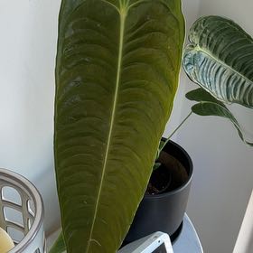 Plant care for King Palm on Greg, the plant care app