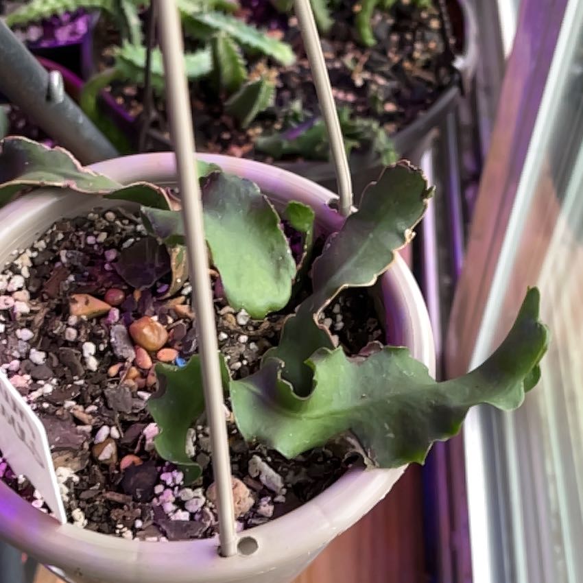 Curly Locks Orchid Cactus in a hanging pot with wavy green leaves and visible soil.