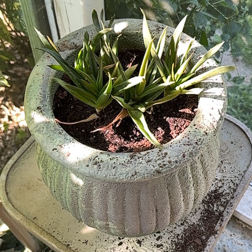 Potted Poisonbulb plant with green leaves in a well-lit area.