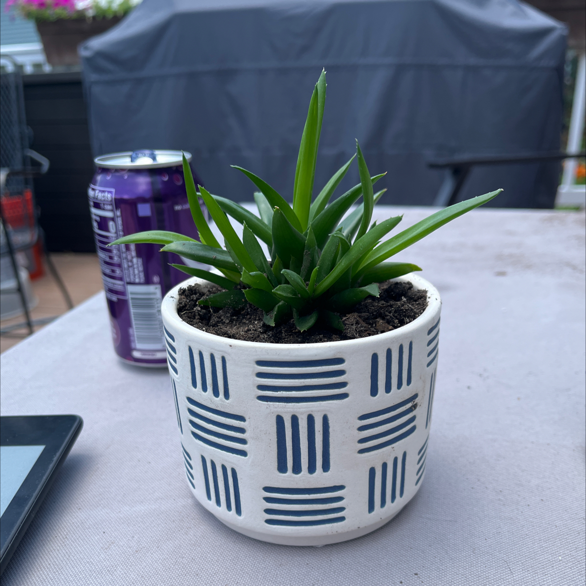 Potted Alworthia 'Black Gem' plant with vibrant green leaves in a patterned pot.
