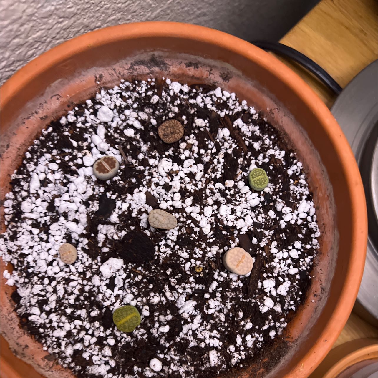 Photo of the plant species Ember Lithops by @HonestMelon named Your plant on Greg, the plant care app