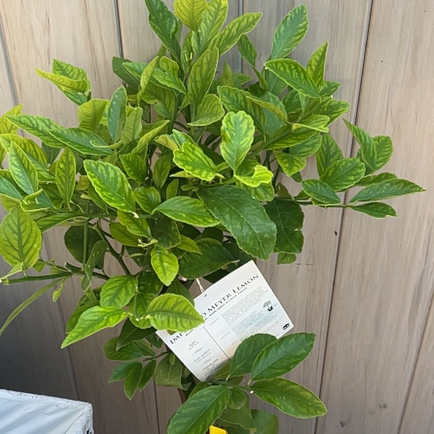 Photo of the plant species Dwarf Improved Meyer Lemon Tree by @bencarmean named Treeyoncé on Greg, the plant care app