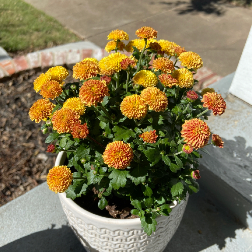 Potted Chrysanthemum plant with vibrant yellow and orange flowers.