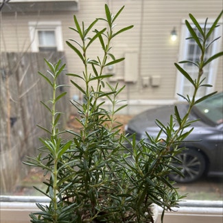 Rosemary plant in Somewhere on Earth
