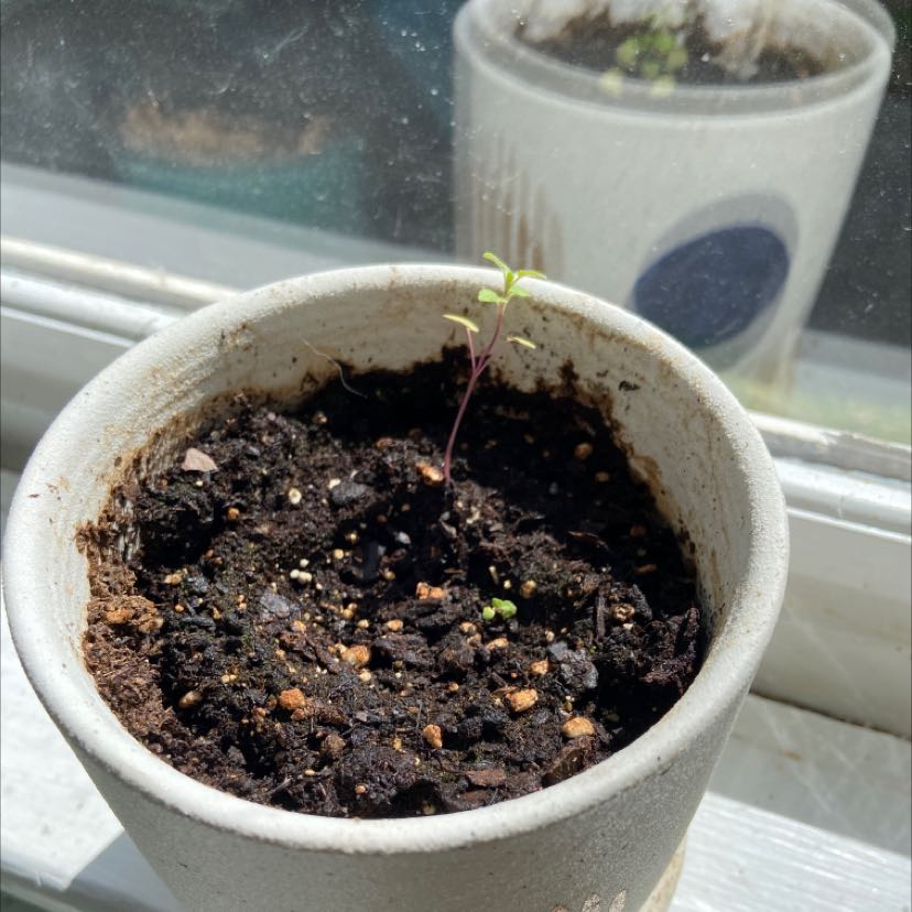 Photo of the plant species Kentucky Colonel Mint by @CuddlyTurkscap named Minty on Greg, the plant care app