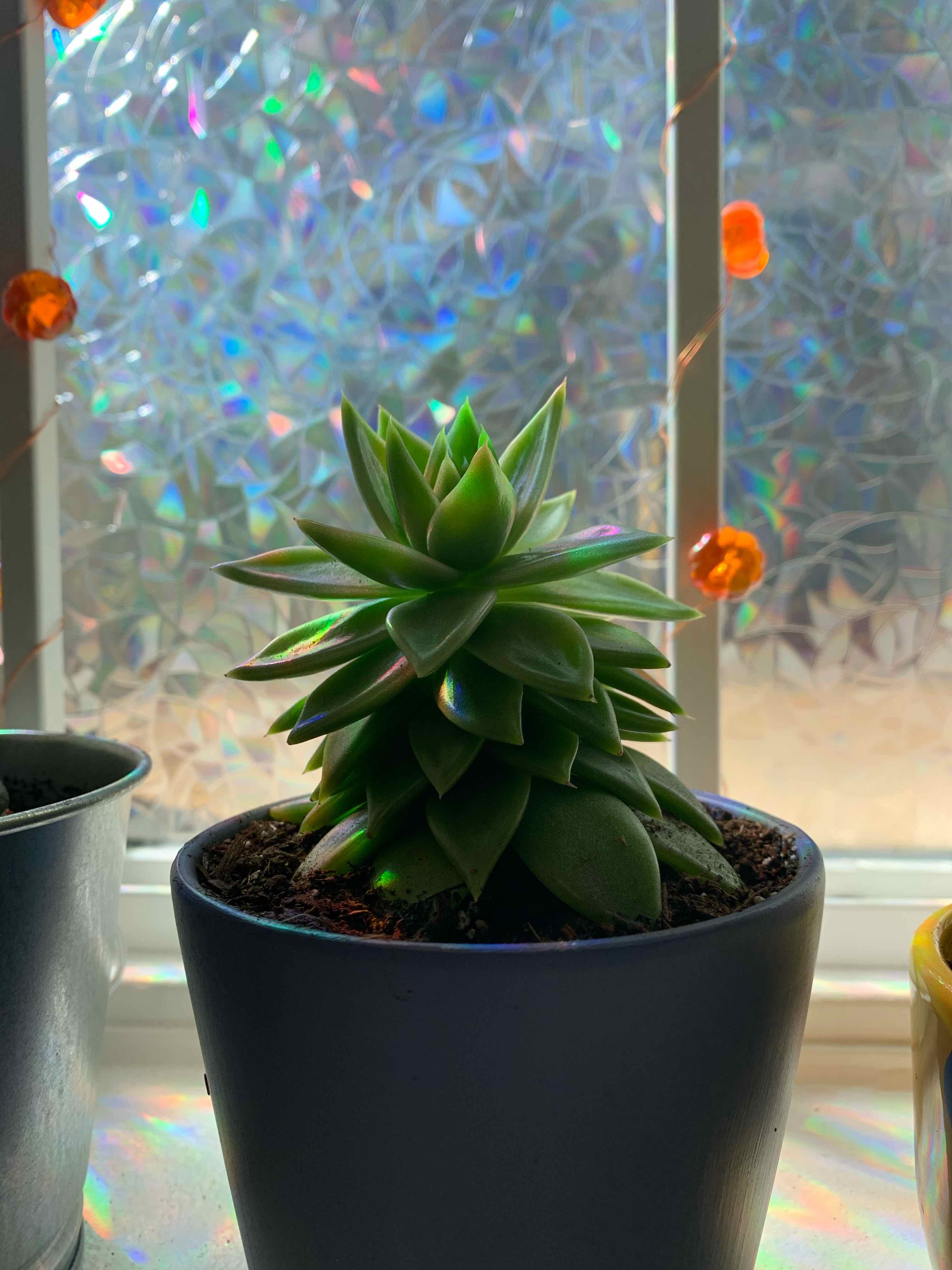 Lipstick Echeveria plant photo by @jessw1059 named Luz on Greg, the plant care app.