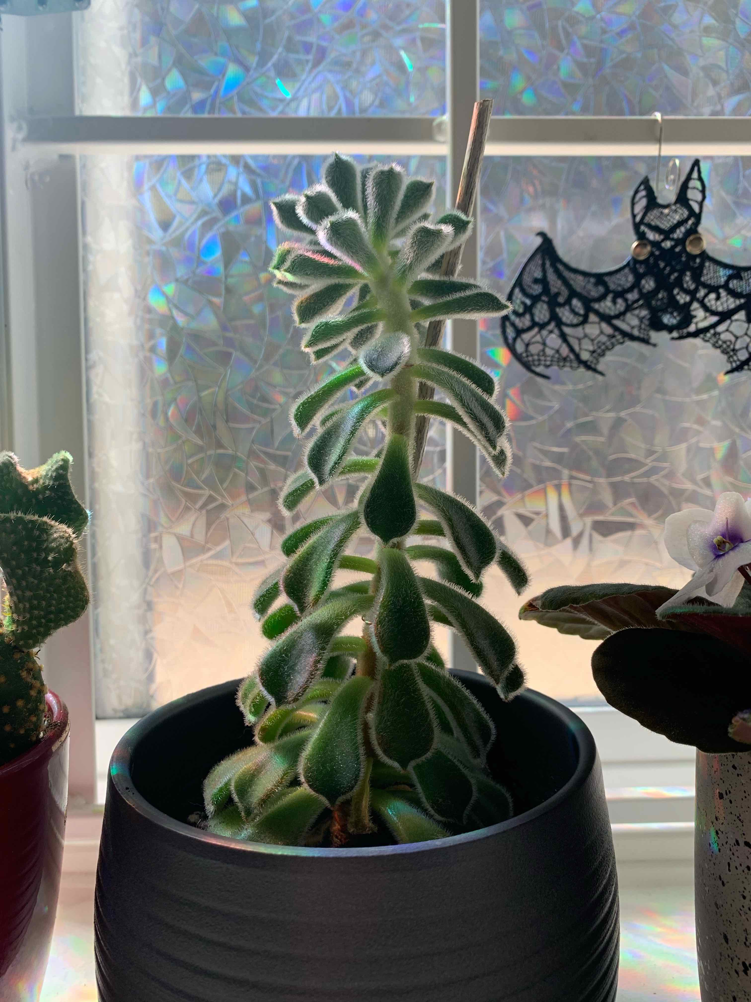 Mexican Firecracker plant photo by @jessw1059 named Fabian on Greg, the plant care app.