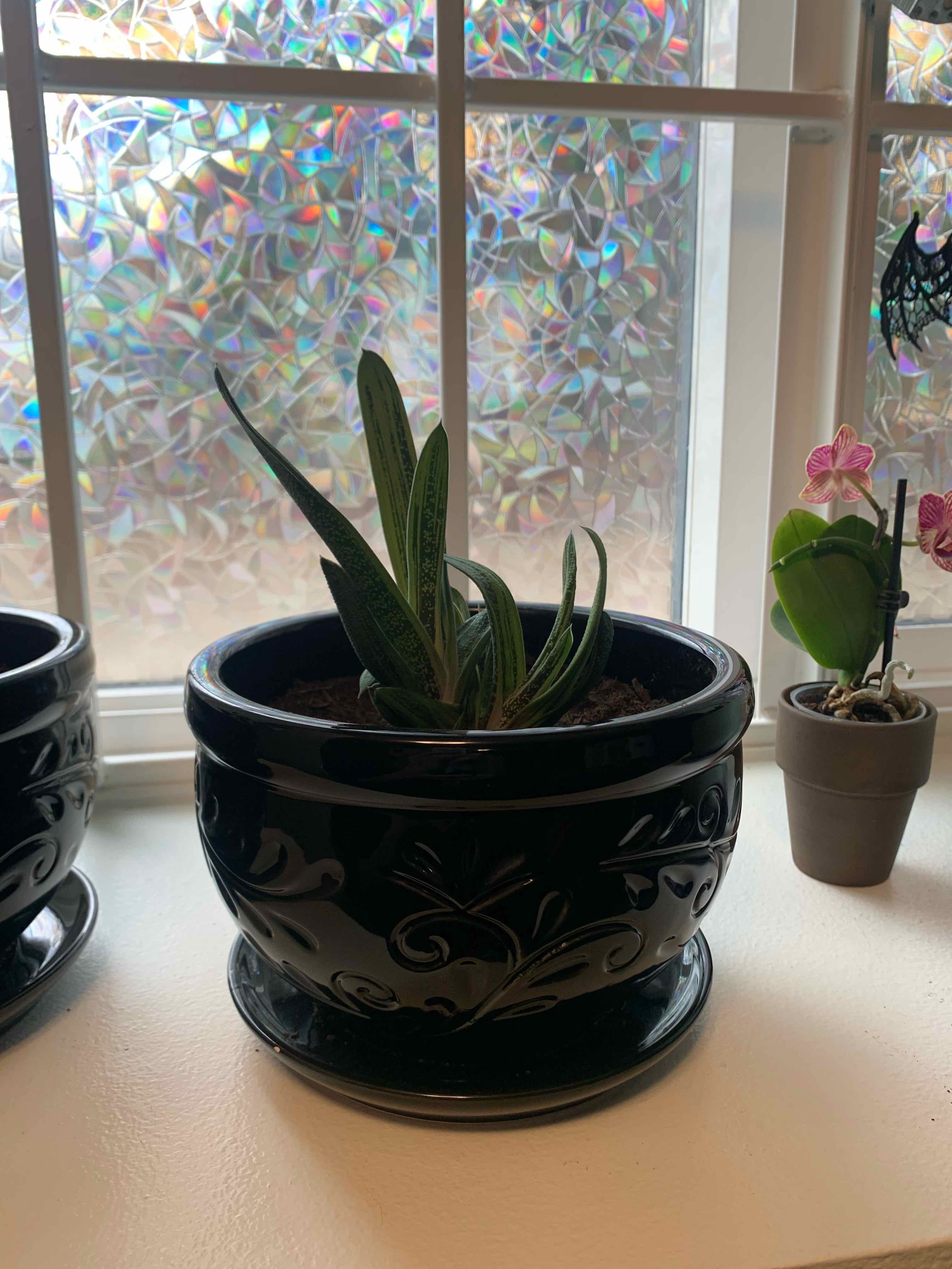 Ox Tongue plant photo by @jessw1059 named Silas on Greg, the plant care app.