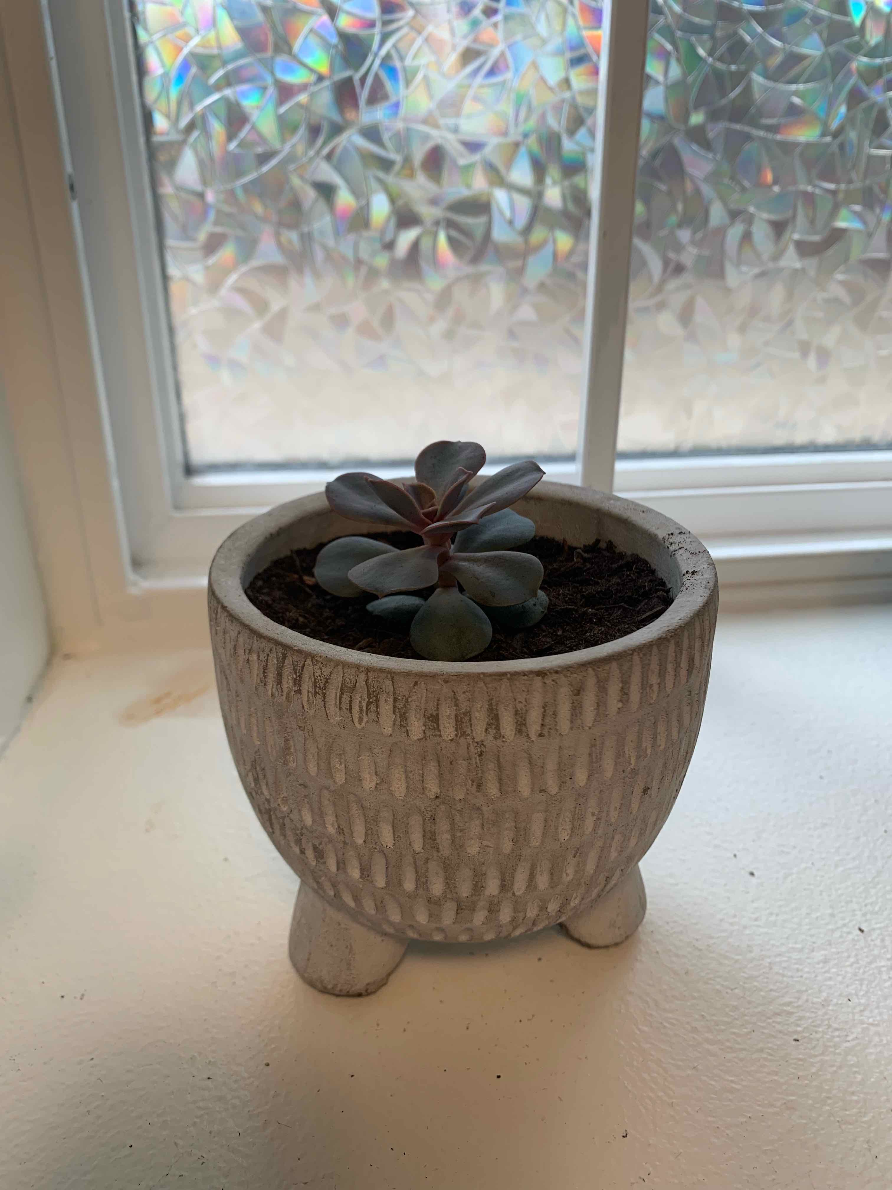 Marnier's Kalanchoe plant in a decorative pot on a windowsill.
