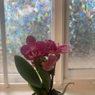 Phalaenopsis Orchid plant in Calgary, Alberta