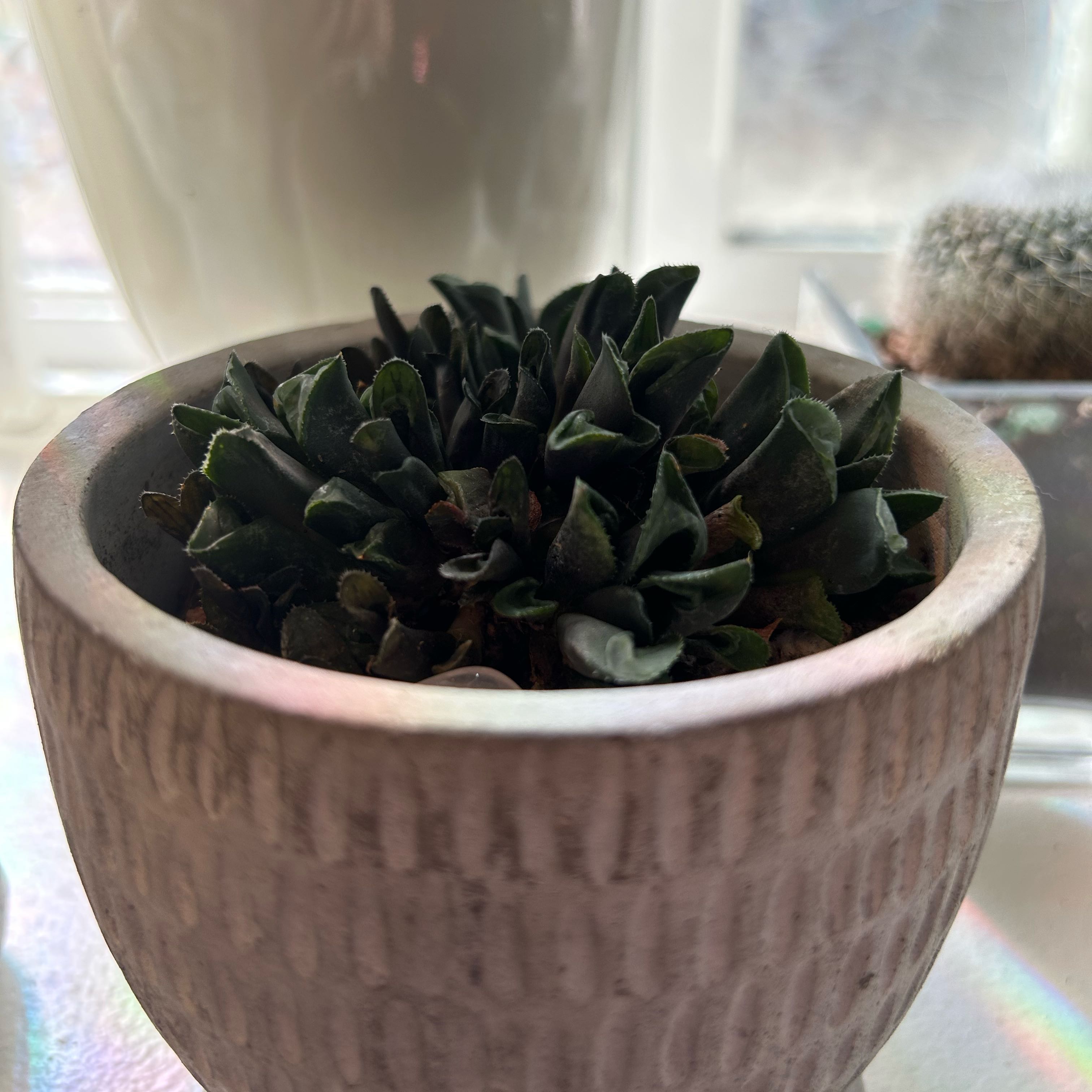 Photo of the plant species Variegated Haworthia retusa by @jessw1059 named Bodhi on Greg, the plant care app